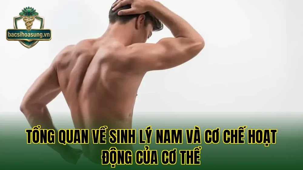 Tổng quan về sinh lý nam và cơ chế hoạt động của cơ thể